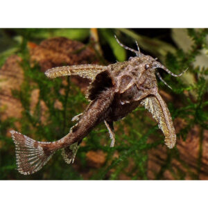 Törpe sziklaharcsa - Hara jerdoni