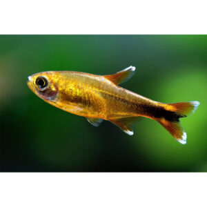 Rézlazac - Hasemania nana