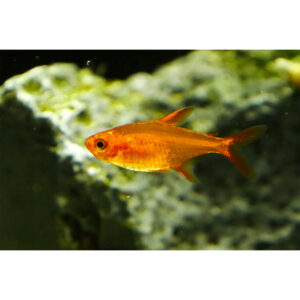 Parázslazac/Amanda lazac - Hyphessobrycon amandae