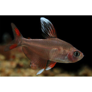 Rózsalazac - Hyphessobrycon rosaceus