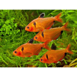 Serpalazac/Ciklámenlazac - Hyphessobrycon eques