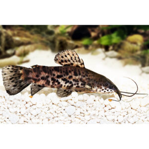 Torokátum harcsa - Megalechis thoracata