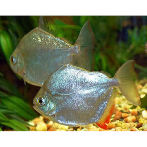 Tányérlazac - Metynnis hypsauchen