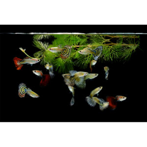 Szivárványos guppi hím mix- Lebistes reticulatus MIX