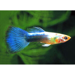 Szivárványos guppi hím Neonkék- Lebistes reticulatus NEONBLUE