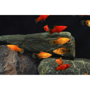 Széles hátú fogasponty Platti-mix XL - Xiphophorus maculatus MIX XL