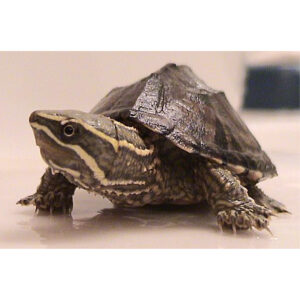 Pézsmateknős - Sternotherus odoratus