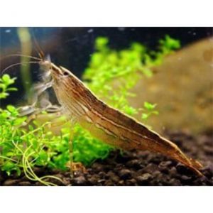 Sepregető garnéla - Atyopsis moluccensis
