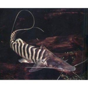 Zebra lapátorrú harcsa - Brachyplatystoma tigrinum