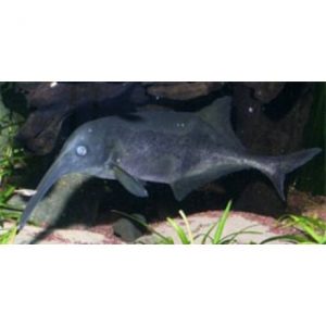 Tompaállú elefánthal - Campylomormyrus elephas