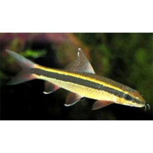 Díszesszárnyú márna - Epalzeorhynchos kalopterus
