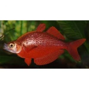 Lazacvörös kalászhal - Glossolepis incisus
