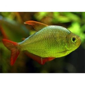 Kolumbiai lazac - Hyphessobrycon columbianus