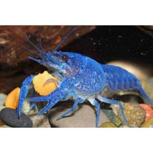 Világító kékrák - Procambarus alleni