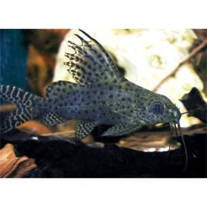 Tollúszójú hátonúszóharcsa - Synodontis eupterus