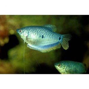 Kék gurámi - Trichopodus trichopterus