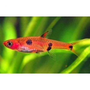 Törperazbóra - Boraras maculatus