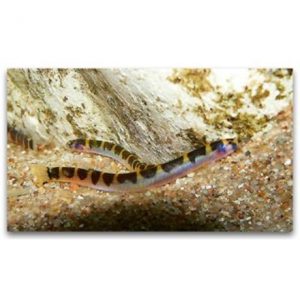 Leopárdcsík - Pangio kuhli sumatranus