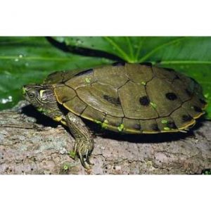 Királyteknős - Graptemys pseudogeographica