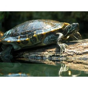 Sárgafülű teknős - Trachemys s. scripta