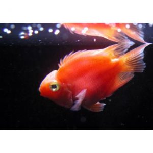 Red Fortune sügér - Cichlasoma sp.