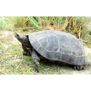Sri Lankai fekete teknős - Melanochelys trijuga thermalis