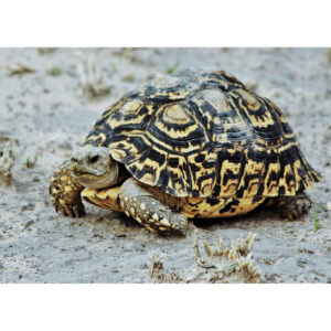 Leopárdteknős - Stigmochelys pardalis