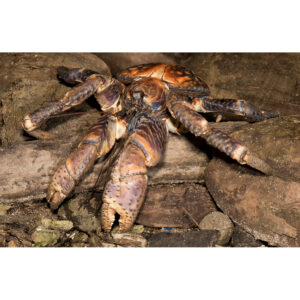 Pálmatolvaj (közepes) - Birgus latro