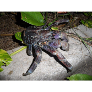 Pálmatolvaj (nagy) - Birgus latro