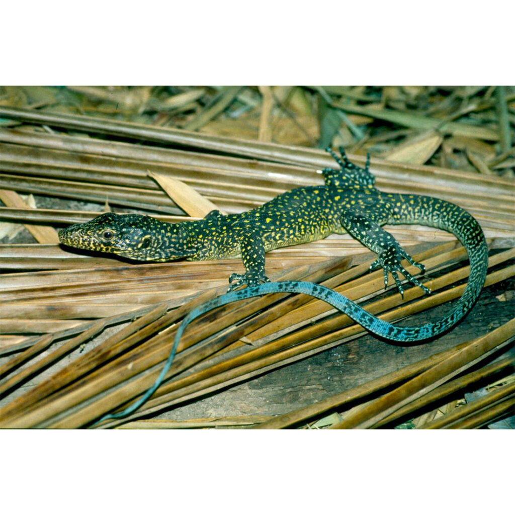 Kékfarkú varánusz Varanus doreanus Petfarm díszállat nagykereskedés