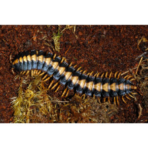 Óriás lapos százlábú - Coromus vittatus