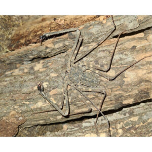 Ostorlábú - Damon diadema