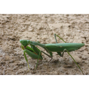 Óriás afrikai imádkozó sáska - Sphodromantis viridis