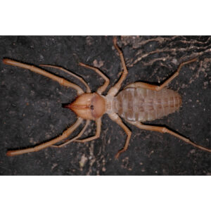 Rovarpók - Solifugae sp.