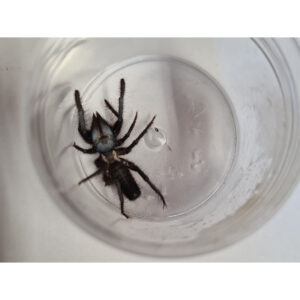 Rovarpók - Rhagodes aegyptiacus