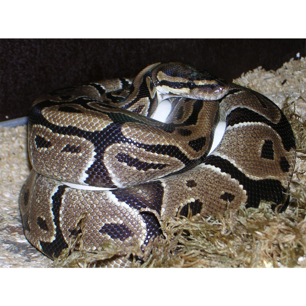 python regius mix color karališkasis pitonas Images... Királypiton – Python regius – Petfarm díszállat nagykereskedés