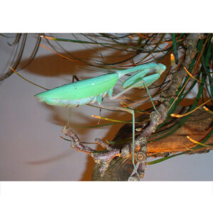 Óriás ázsiai imádkozó sáska - Hierodula memranacea