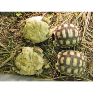 Sarkantyús teknős - Geochelone sulcata
