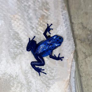 Azúrkék nyílméregbéka - Dendrobates tinctorius azureus