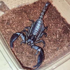 Ázsiai óriás skorpió - Heterometrus sp.