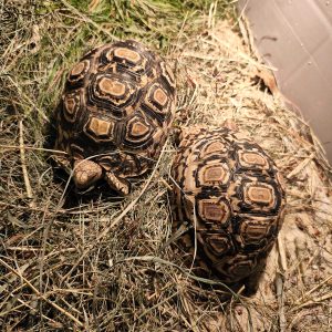 Leopárdteknős - Stigmochelys pardalis